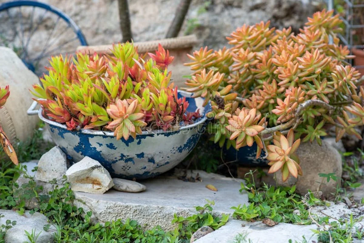 Une vieille passoire métallique au jardin ? L'outil parfait pour trier les graines.