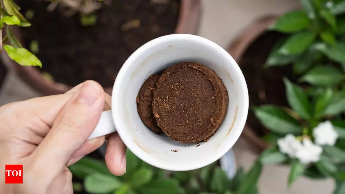 Du marc de café autour des rosiers ? L'astuce qui éloigne les pucerons naturellement.