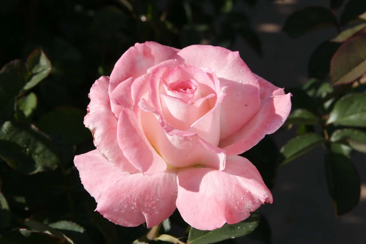 Du marc de café autour des rosiers ? Le secret d