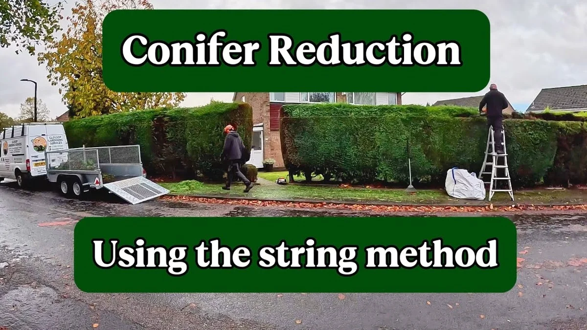 Les paysagistes de Versailles révèlent : la taille parfaite pour des haies dignes d