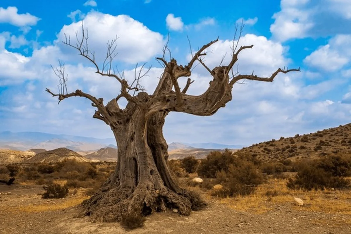 Un botaniste révèle : l