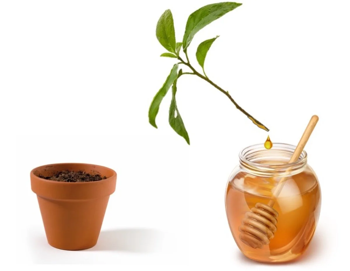 Une cuillère de miel dans l'eau d'arrosage ? Vos boutures s'enracinent en 5 jours.