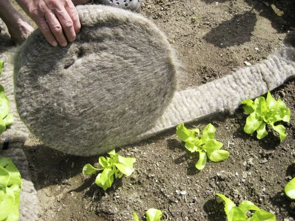 descoquillesduf-gen-2.webp Des coquilles d