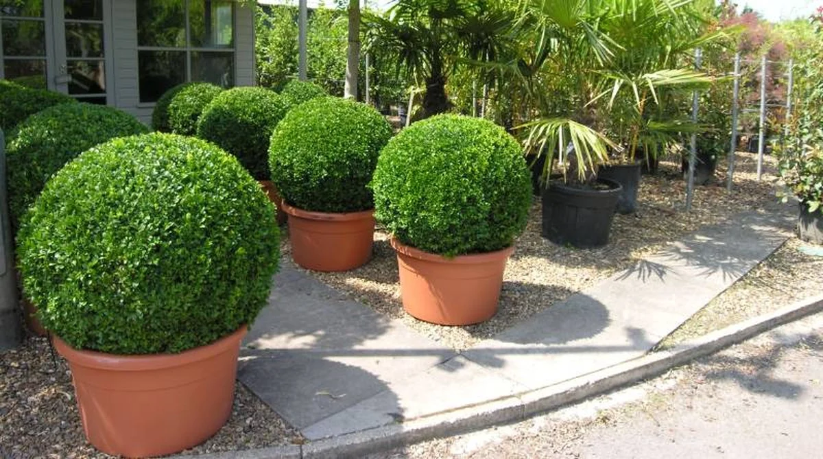 Les jardiniers de Versailles révèlent : comment tailler vos buis comme les professionnels.