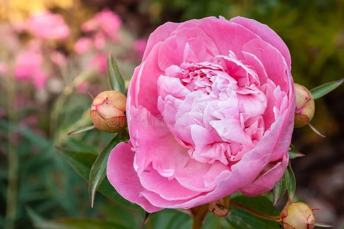 Peau de banane enterrée près des pivoines ? Voici pourquoi les fleurs explosent de couleur. - image 1