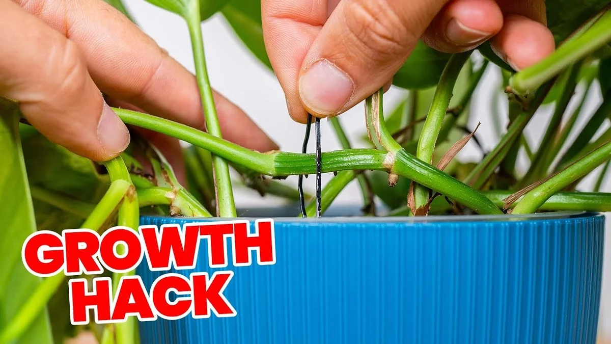 Un marc de café dans le compost ? Pourquoi vos plantes pousseront 50% plus vite. - image 1