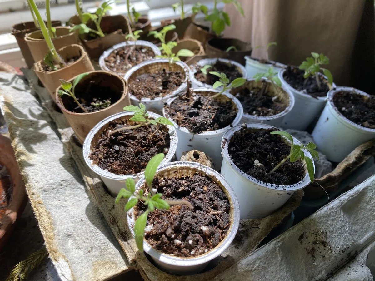 Des capsules de café usagées comme pots de semis ? Récupération géniale pour votre jardin.