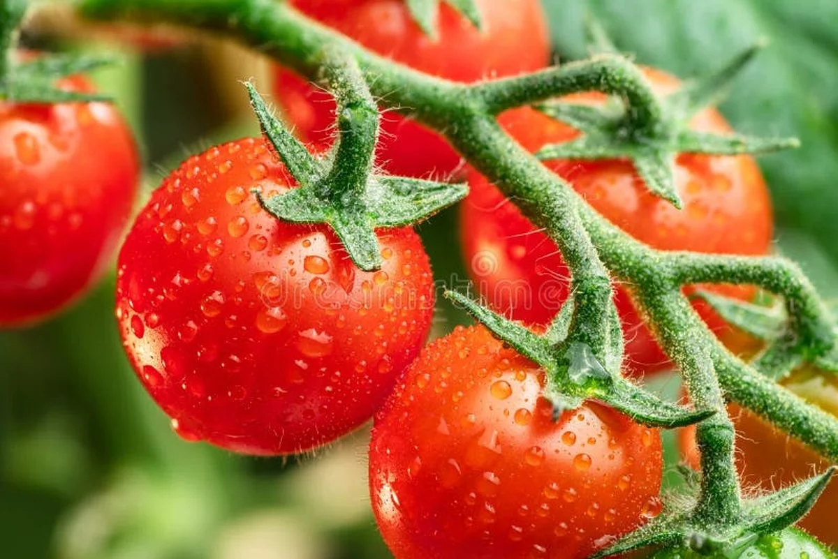 Les agronomes révèlent : l'erreur que tous les Français font en arrosant leurs tomates.