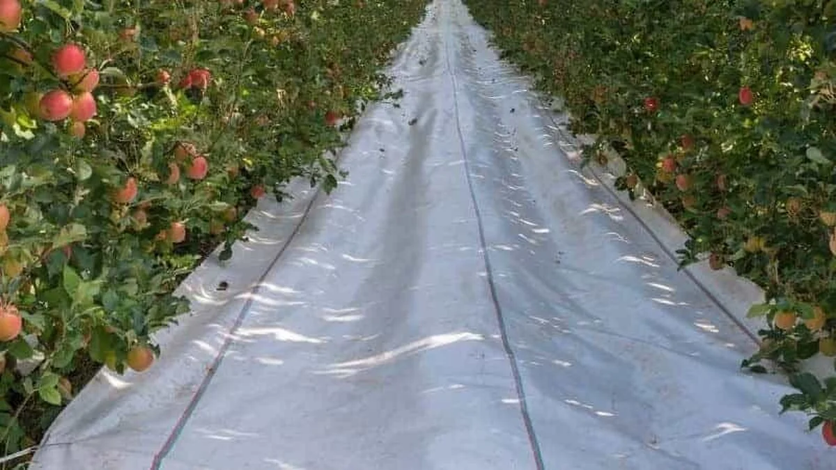 Un drap blanc dans le verger ? Comment il double votre récolte de fruits.