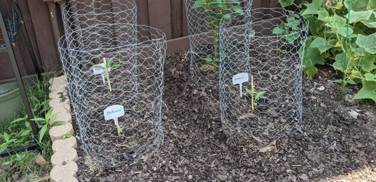 Un vieux panier à linge comme protecteur de jeunes plants ? Économisez 15€ sur les cloches de jardin. - image 1