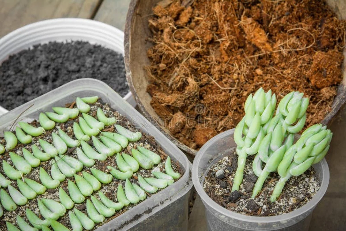 Une cuillère de miel dans l