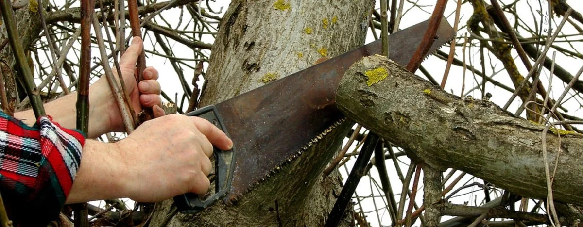 Les paysagistes de Versailles révèlent : l