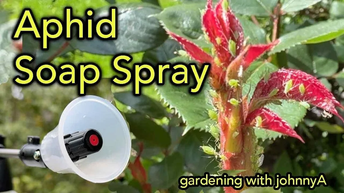 Du savon noir sur les rosiers ? Le remède naturel que tous les jardiniers français adoptent. - image 1