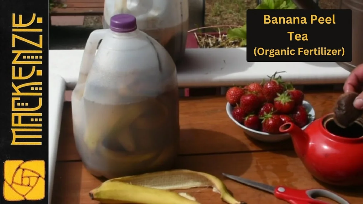 Des pelures de bananes enterrées sous les fraisiers ? Le secret d'une récolte exceptionnelle.