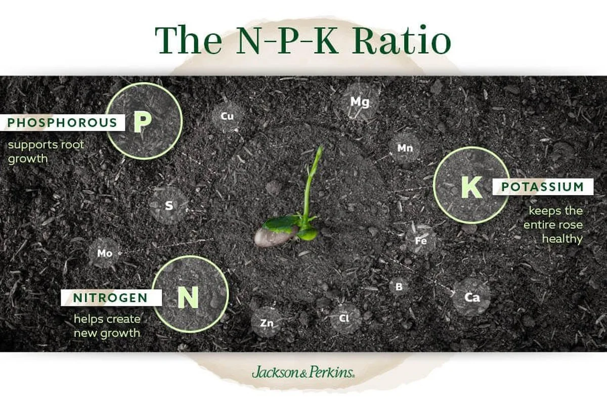 Des peaux de bananes enterrées sous vos rosiers ? L