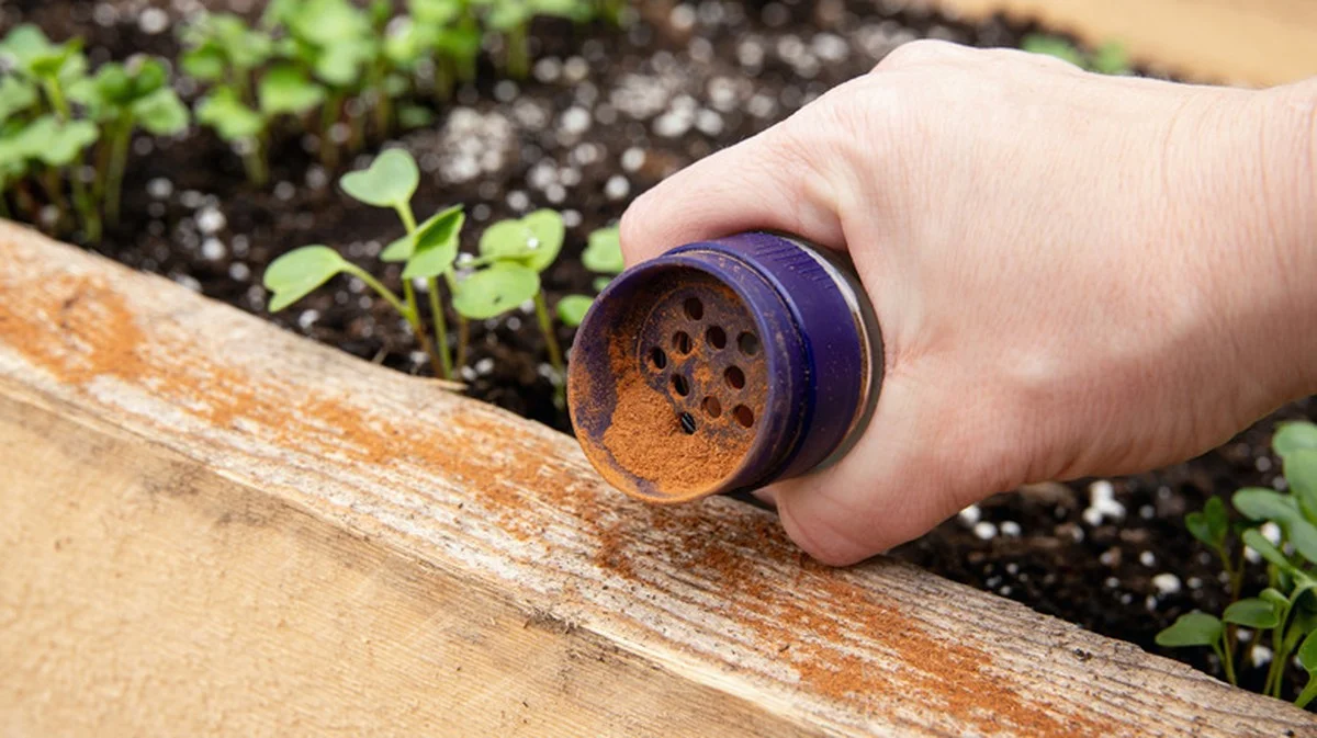 Un peu de cannelle sur vos semis ? La solution naturelle contre les champignons nuisibles.