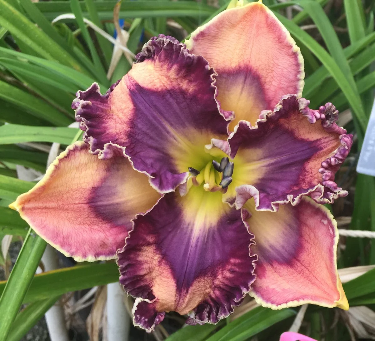 Les paysagistes vous supplient : ne taillez jamais vos arbustes de cette façon en automne. - image 1