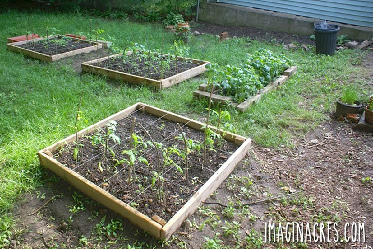 Les botanistes supplient : ne jamais associer ces légumes dans votre potager. - image 1