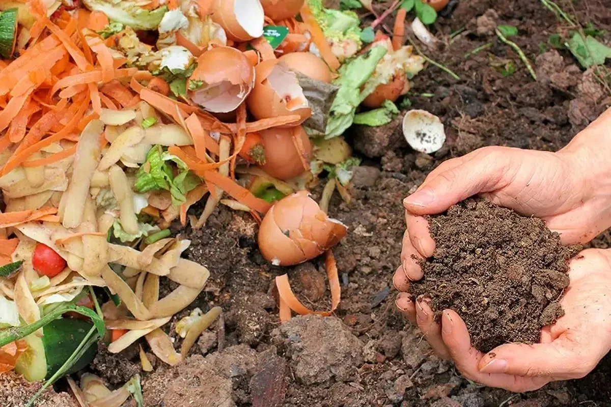 Des bouchons de liège broyés dans le compost ? Pourquoi ils accélèrent la décomposition.