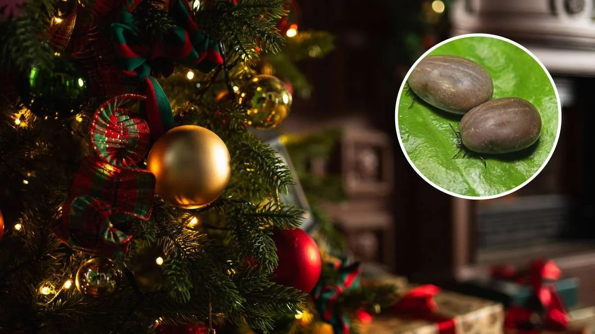 Pourquoi il faut ABSOLUMENT secouer votre sapin de Noël avant de le faire entrer