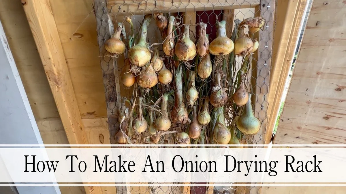 Un collant usagé pour suspendre vos oignons ? Conservation parfaite jusqu