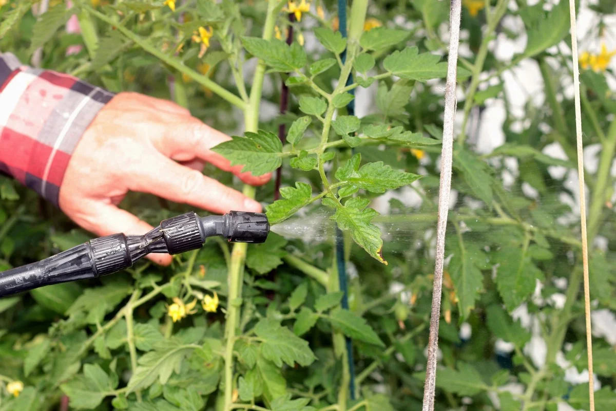 Un marc de café autour des rosiers ? Le secret pour des fleurs éclatantes sans insectes. - image 1
