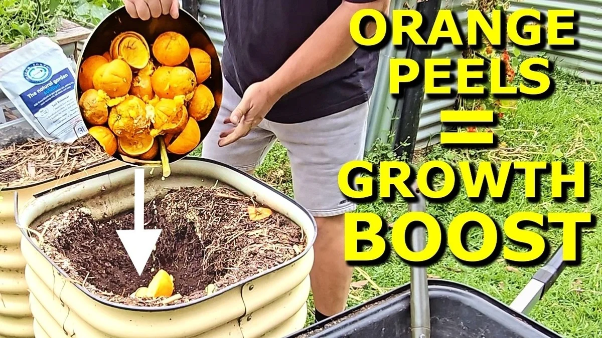 Des pelures d'agrumes enfouies près des carottes ? L'astuce millénaire contre les nématodes.