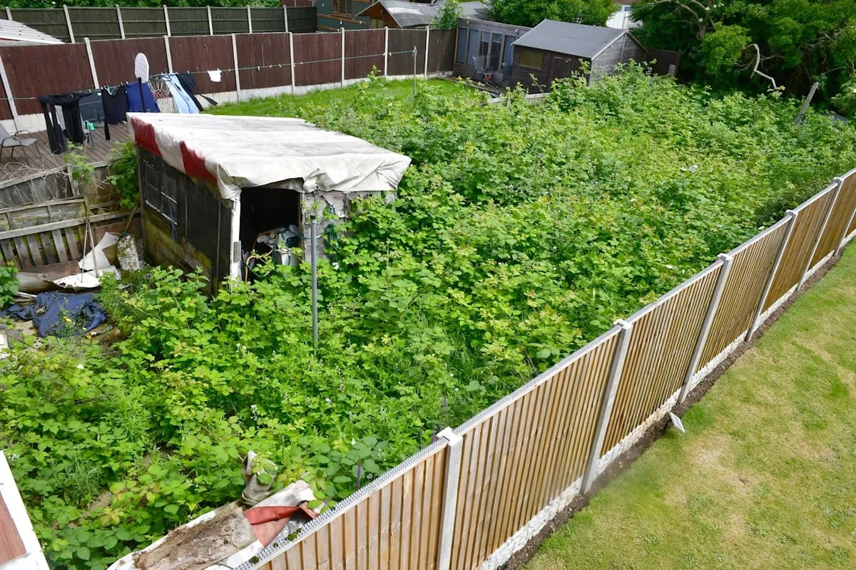 Les pépiniéristes vous supplient : ne plantez jamais ces fleurs à côté de vos légumes. - image 2