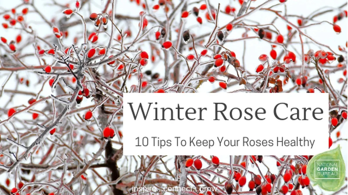 Les horticulteurs vous supplient : ne taillez jamais vos rosiers à cette période de l