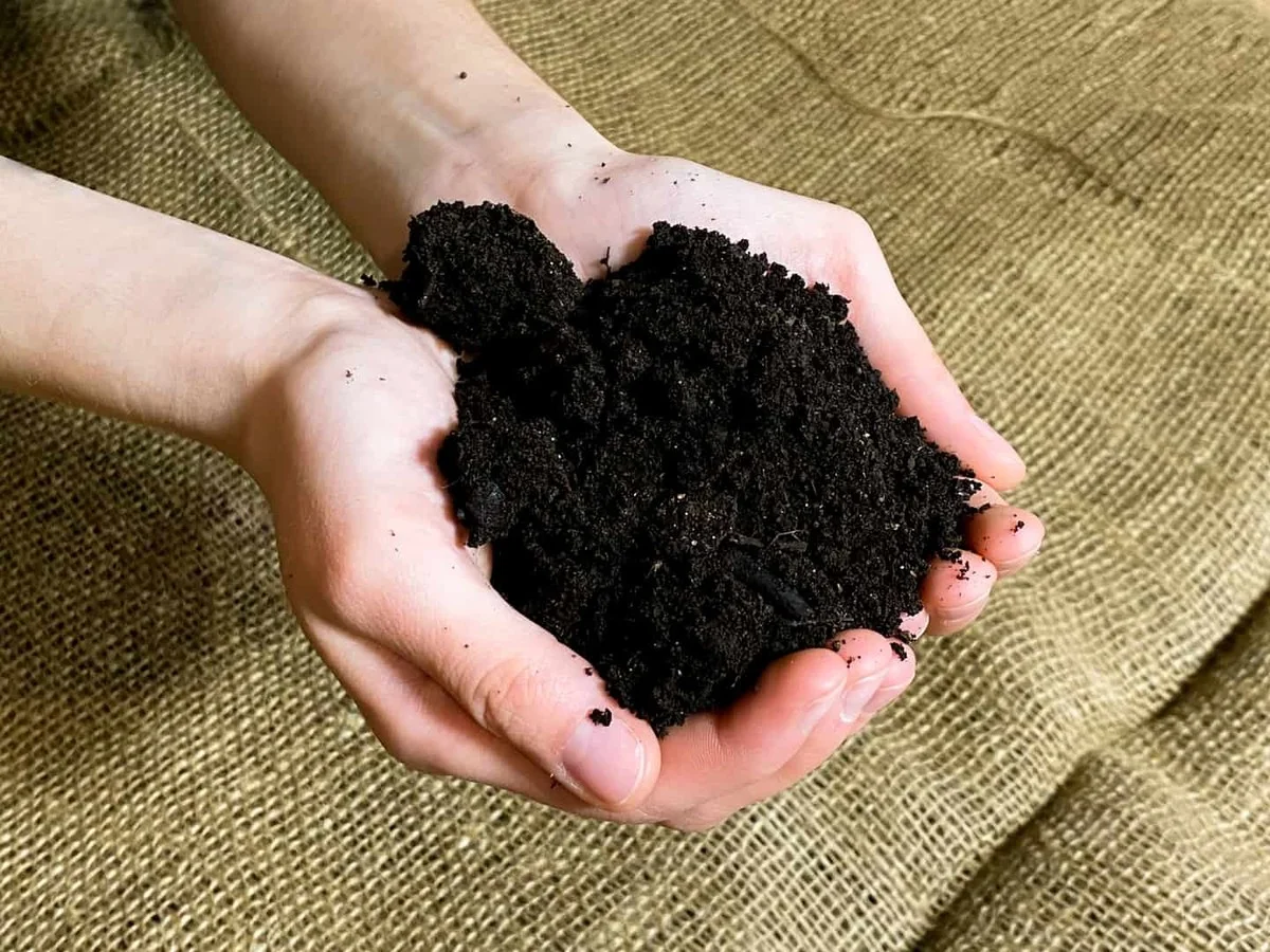 Du marc de café dans vos plates-bandes ? Pourquoi les jardiniers l