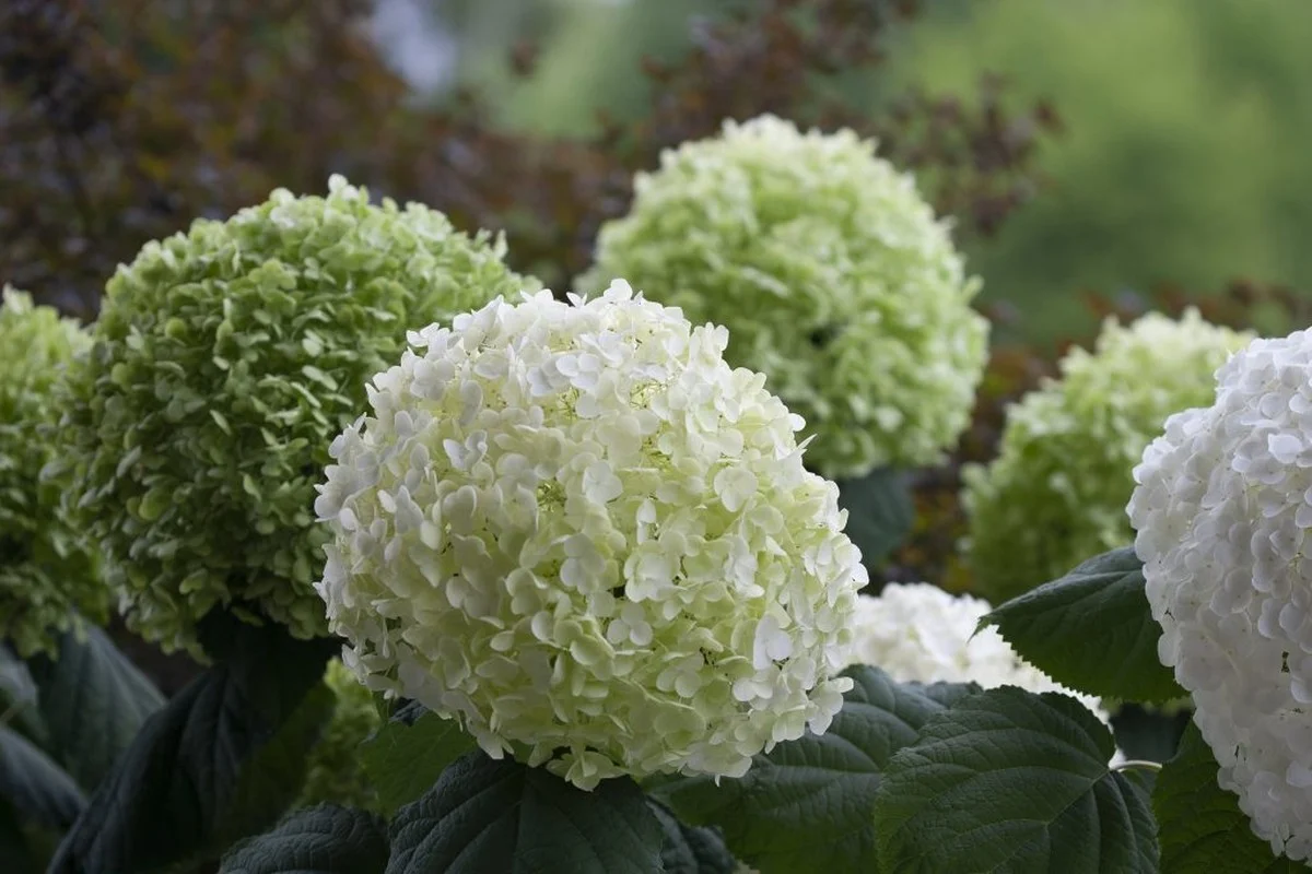 Des peaux de banane enfouies sous les hortensias ? Voici pourquoi leurs couleurs explosent.