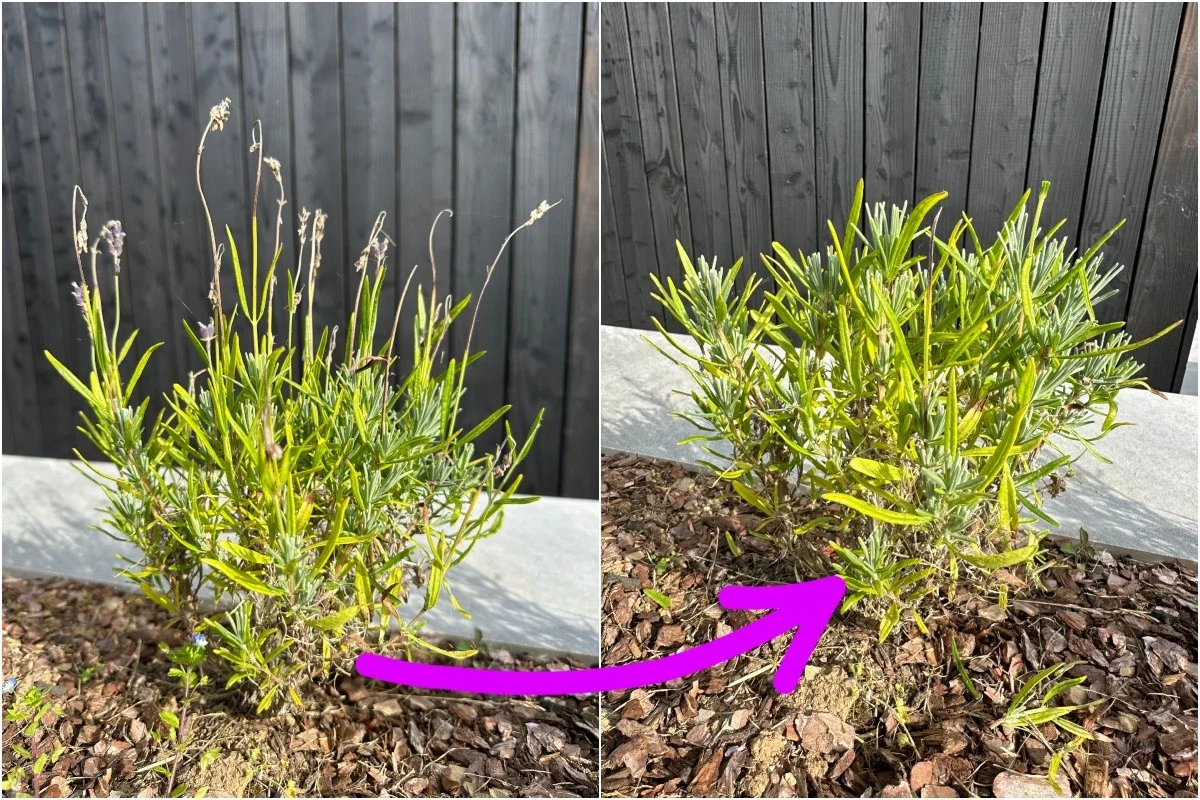 Les jardiniers de Versailles révèlent : voici pourquoi nous taillons les lavandes en septembre.