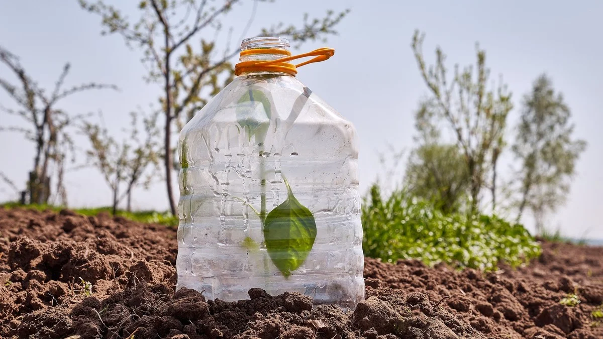 Des bouteilles en plastique coupées dans le potager ? Comment elles protègent vos semis des gelées.