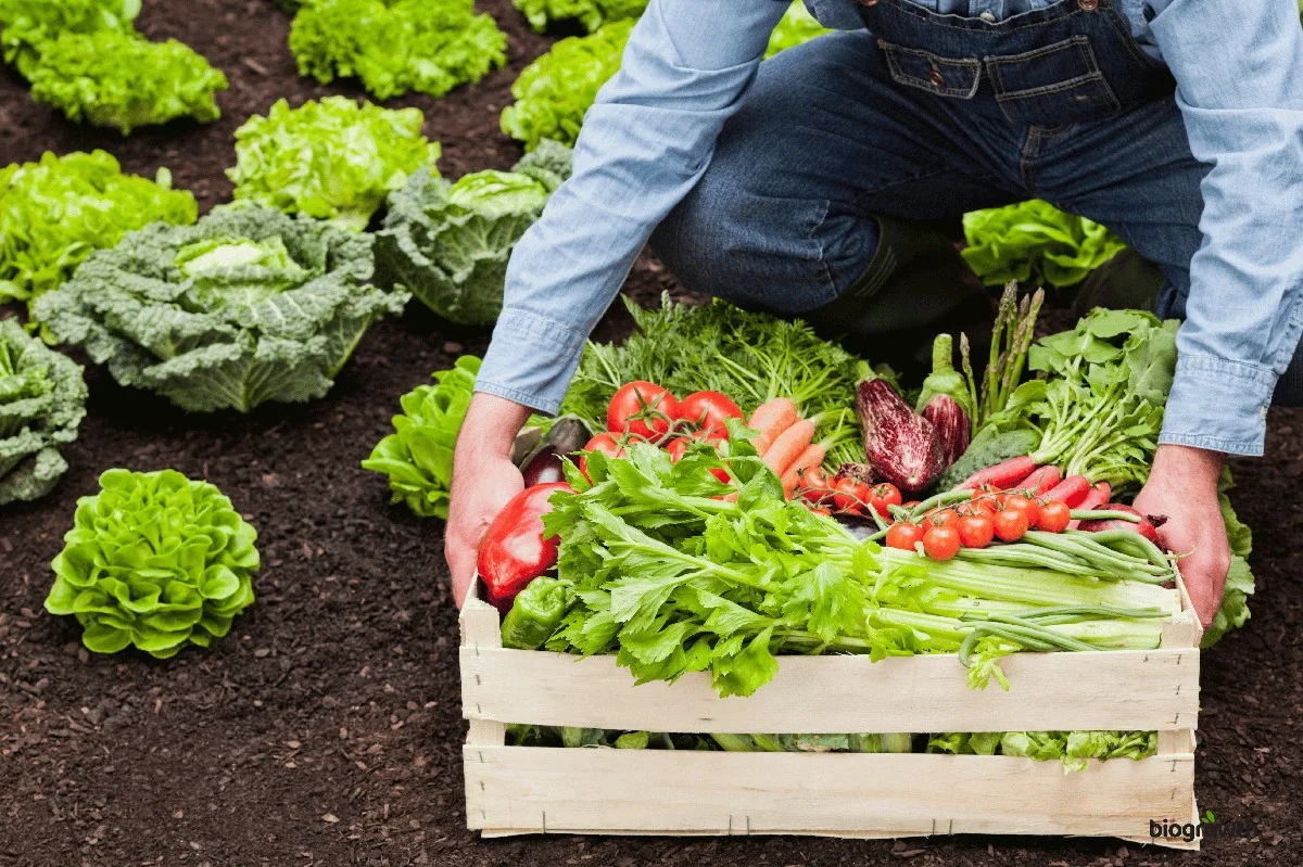 Les maraîchers bio vous supplient : ne jamais planter ces légumes côte à côte.