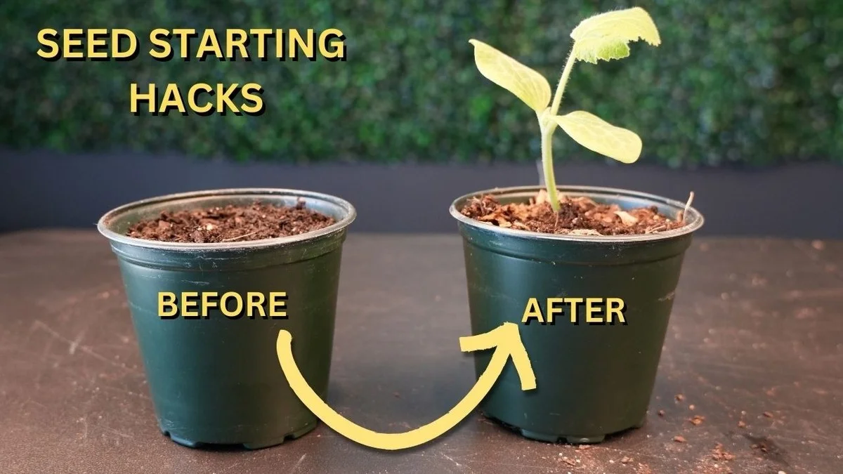 cartonsdufscomm-gen-3.webp Cartons d