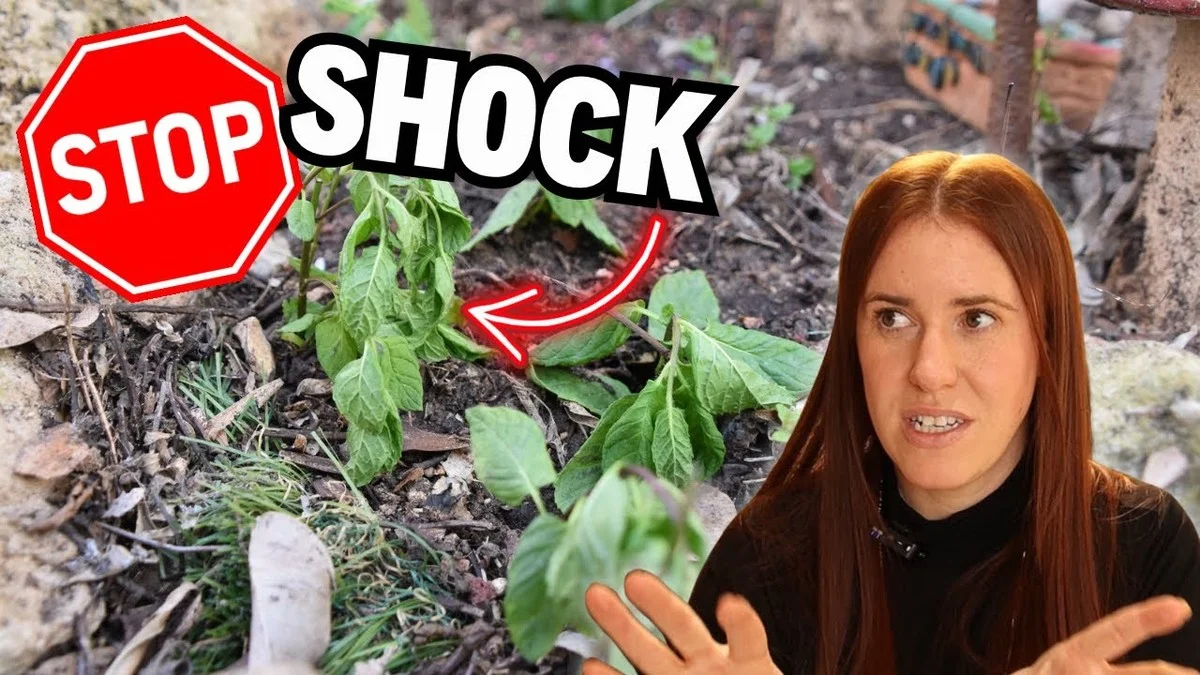 despeluresdeban-gen-2.webp Des pelures de bananes enterrées près des tomates ? Le secret pour des fruits deux fois plus savoureux. - image 1