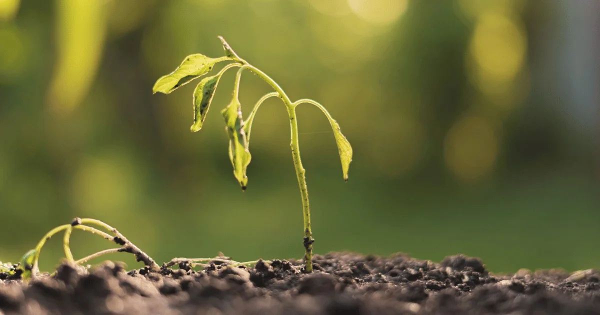 Les pépiniéristes professionnels révèlent : l