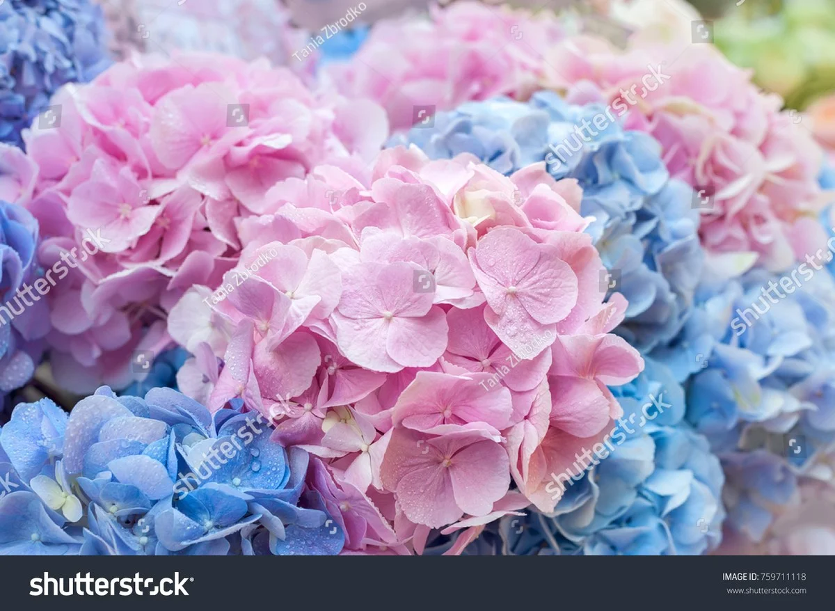 Peaux de bananes enterrées sous les hortensias ? Le secret d