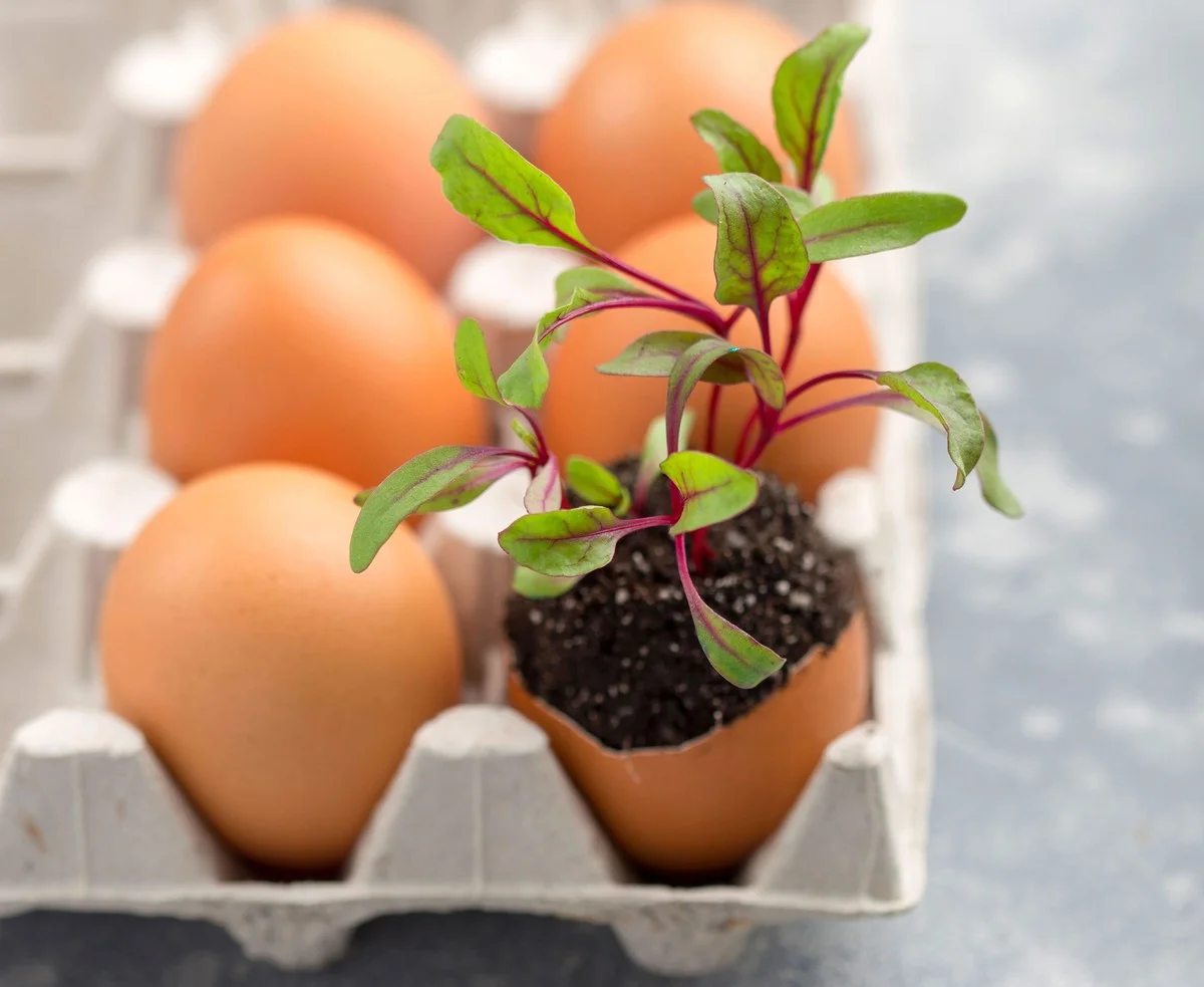 Coquilles d'œufs dans le potager ? Pourquoi les jardiniers les enfouissent autour des tomates.