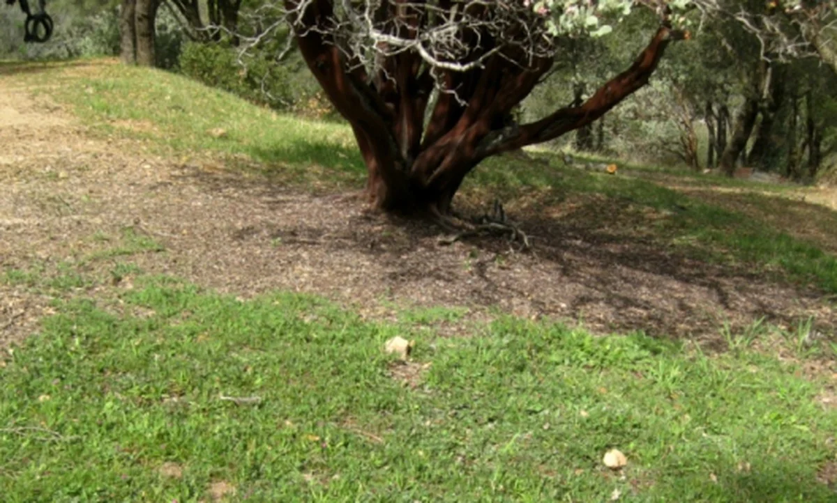 Les horticulteurs vous supplient : ne jamais planter ces fleurs ensemble. - image 2