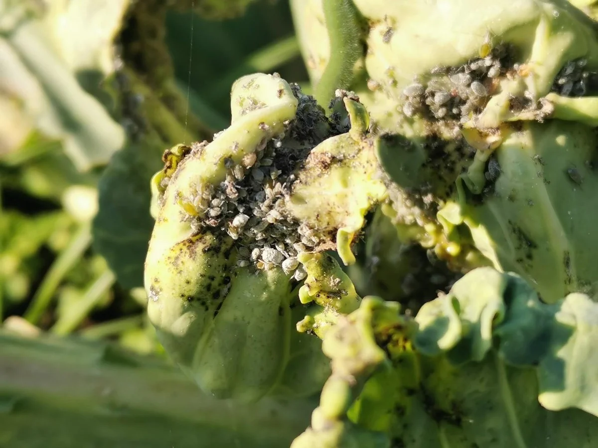 Du savon noir dilué sur vos plantes ? L'arme secrète contre les pucerons qui coûte moins de 3€.