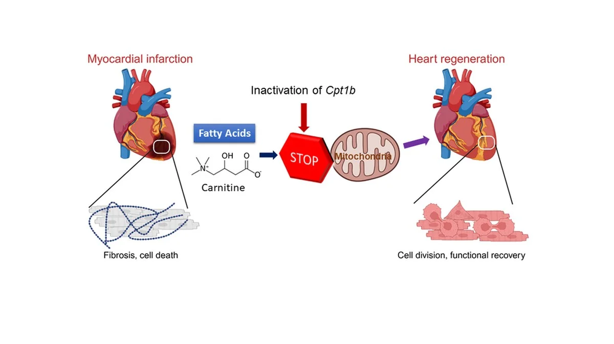jaiarretedefume-extra-2.webp J