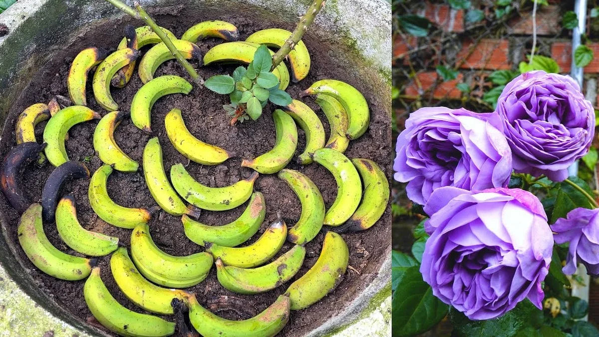 Des peaux de banane enterrées près des rosiers ? L'engrais gratuit que personne ne connaît.