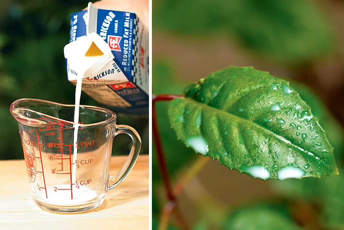 pourquoilesjard-extra-2.webp Pourquoi les jardiniers expérimentés mettent-ils une cuillère de cannelle dans la terre de leurs plantes - image 2