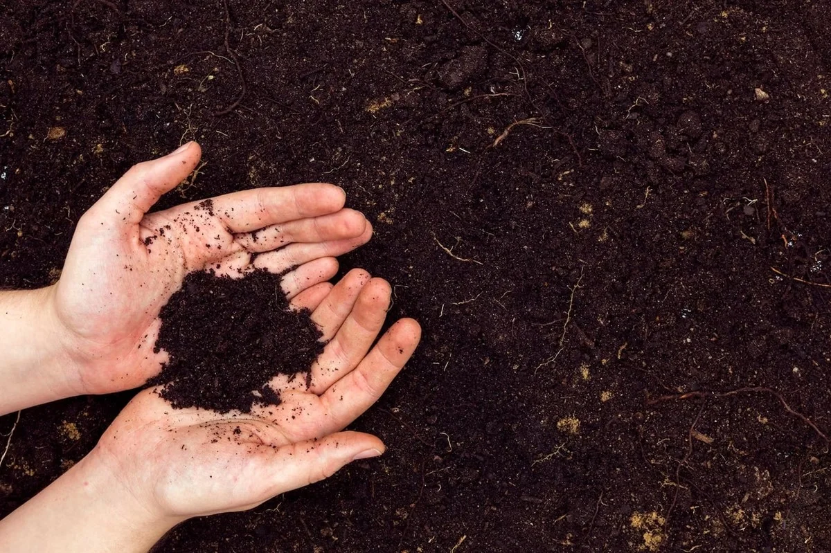 Bouchons de liège broyés dans le compost ? L