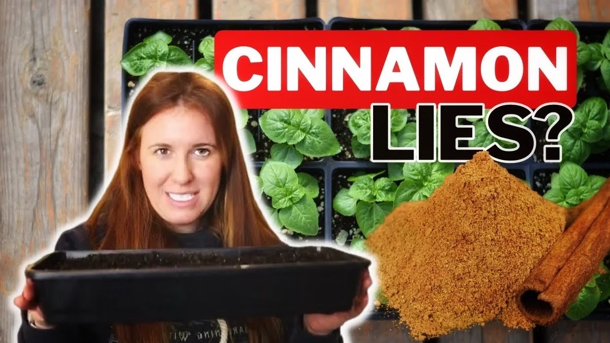 Un bâton de cannelle dans le terreau ? Voici pourquoi les moucherons disparaissent.