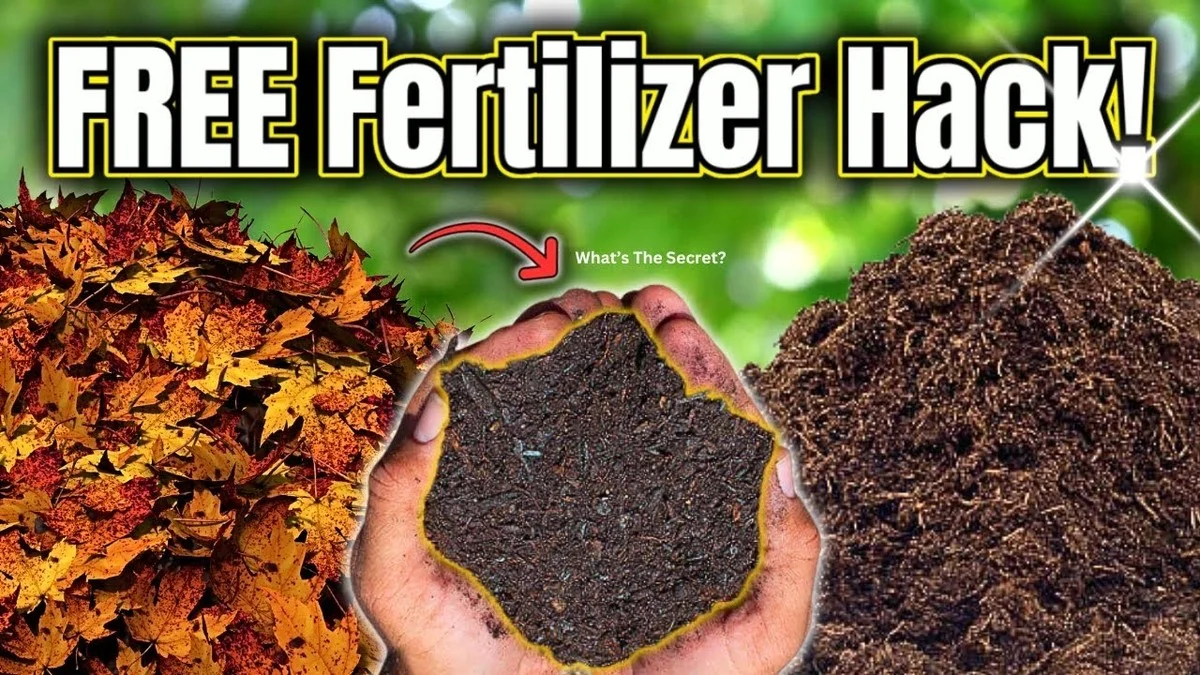 Du marc de café dans le compost ? Pourquoi vos plantes vous remercieront. - image 1