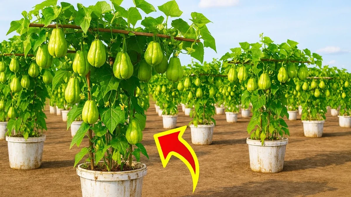 despeluresdeban-gen-2.webp Des pelures de bananes enterrées sous les fraisiers ? Le secret d