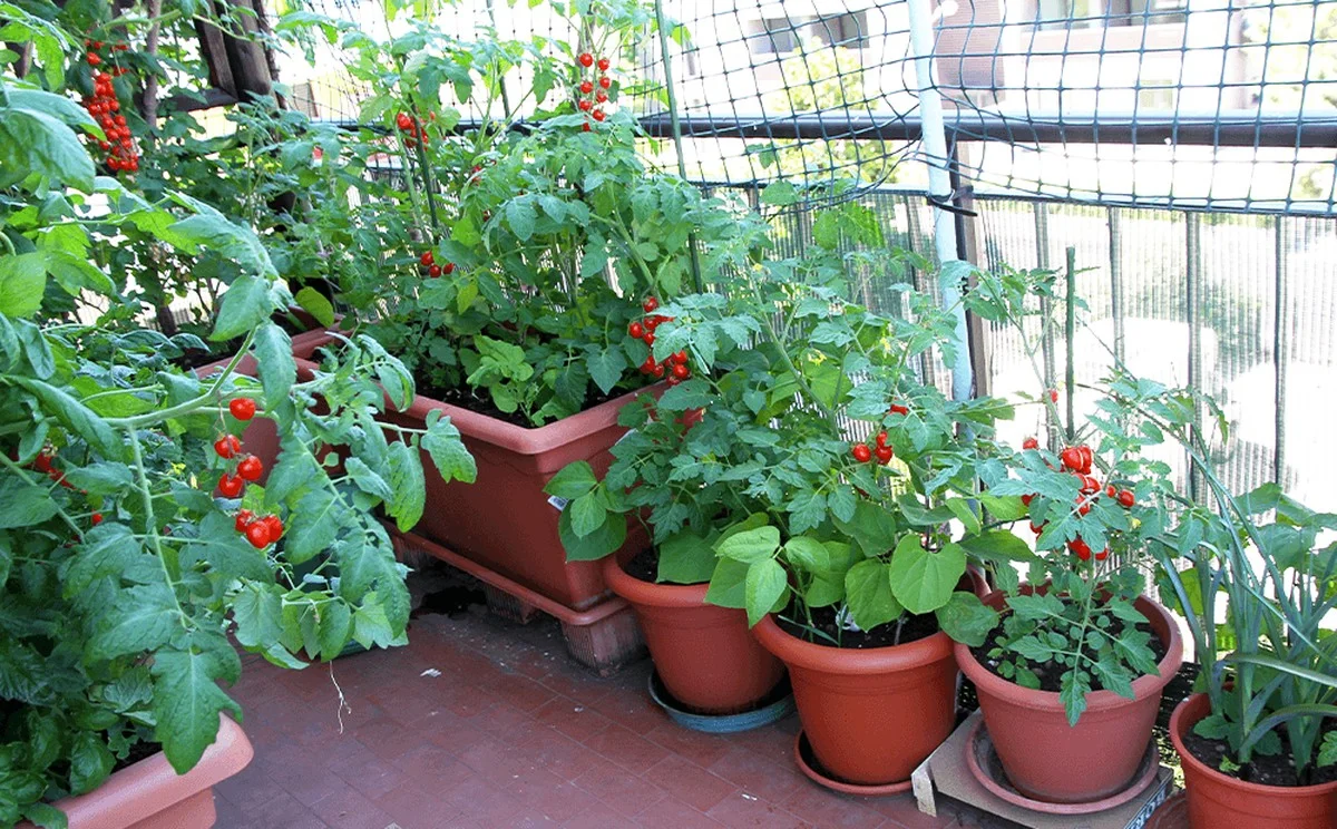 Jardiner en ville : 21 légumes qui transforment votre balcon en potager productif - image 1