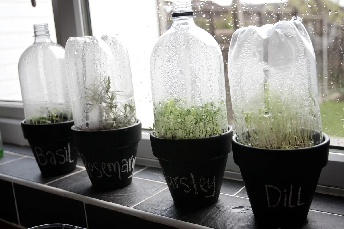 Une bouteille en plastique coupée comme mini-serre ? Germination accélérée garantie. - image 2